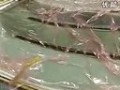 国外真空袋压成型工艺演示视频 (242播放)